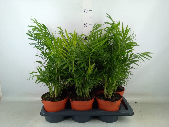 <h4>Chamaedorea elegans</h4>