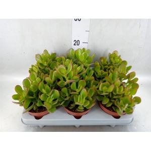 Crassula ovata