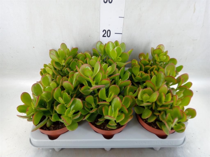 <h4>Crassula ovata</h4>