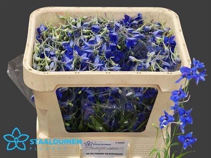 <h4>Delph En Belladonna Volkerfrieden</h4>