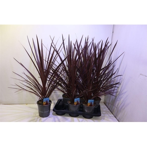 arr8 Cord Aus Red Star