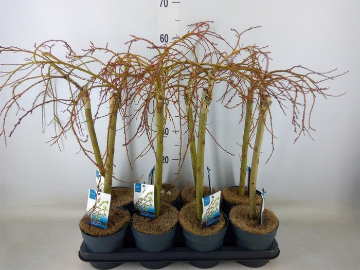 <h4>Salix arbuscula</h4>