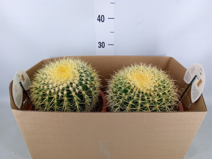 <h4>Echinocactus grusonii</h4>