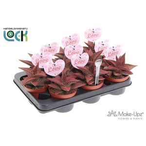 Gasteria Aveo Make Upz rood