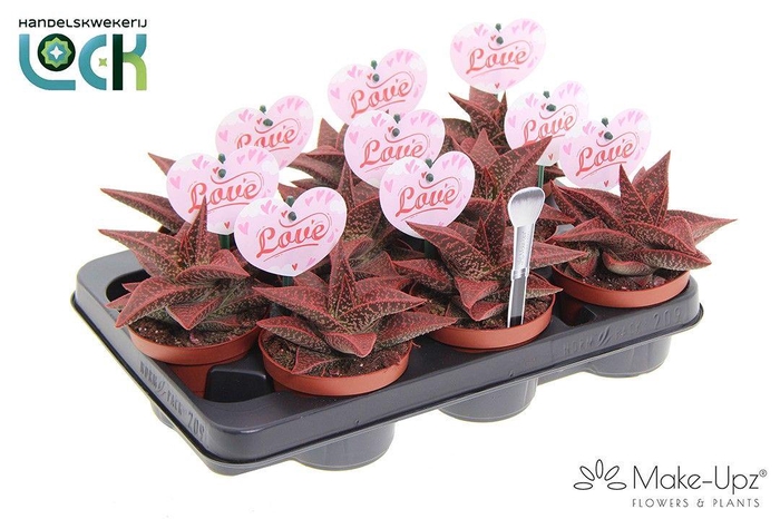 <h4>Gasteria Aveo Make Upz rood</h4>