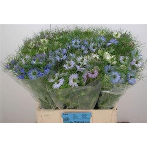 Nigella Damascena Ov Bs