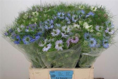 <h4>Nigella Damascena Ov Bs</h4>