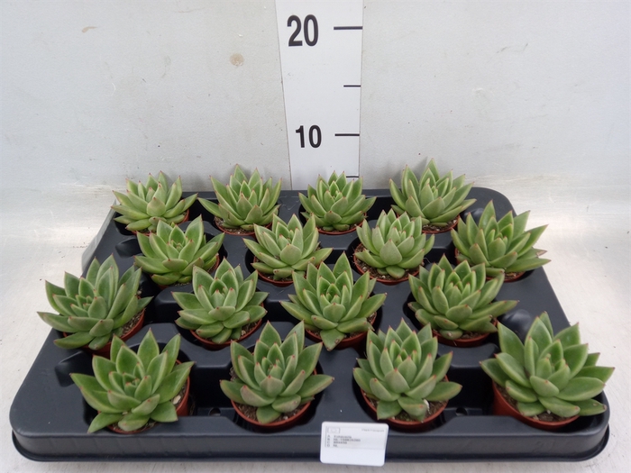 <h4>Echeveria  'Miranda'</h4>