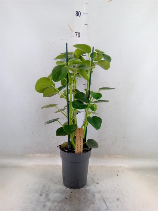 <h4>Peperomia</h4>