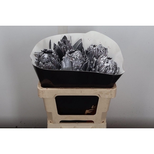 Protea Wx Zilver Barbi