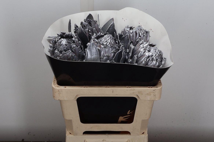 <h4>Protea Wx Zilver Barbi</h4>