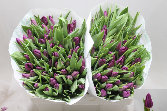 <h4>TU EN PURP SURPRISE</h4>