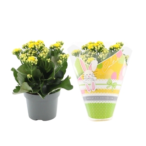 Kalanchoë Perfecta Yellow in Couture Easter sleeve