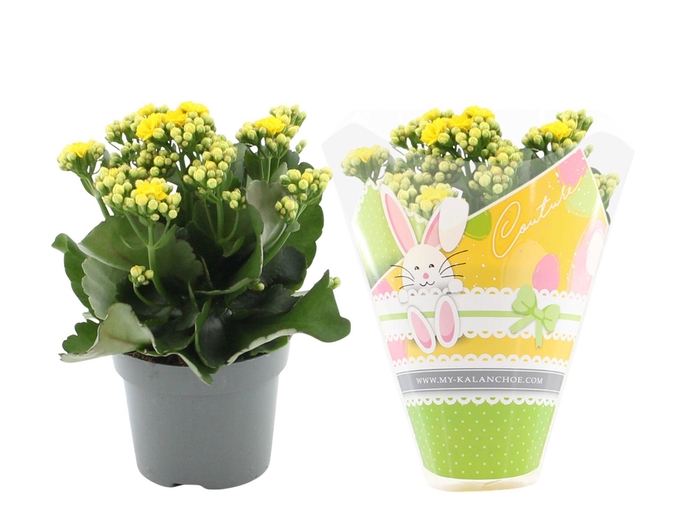 <h4>Kalanchoë Perfecta Yellow in Couture Easter sleeve</h4>
