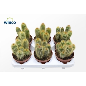 Vatricania Guentheri