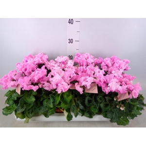 Cyclamen MD 'Merengue'