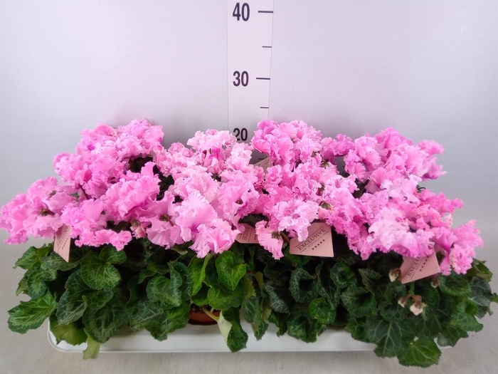 <h4>Cyclamen MD 'Merengue'</h4>