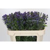 Aster Baby Parade