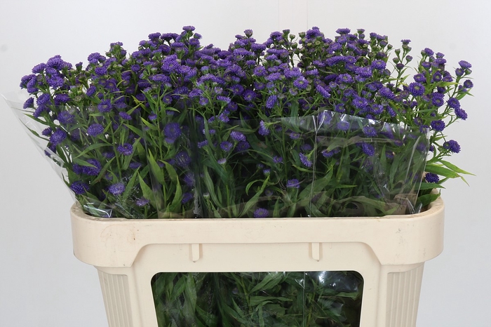 <h4>Aster Baby Parade</h4>