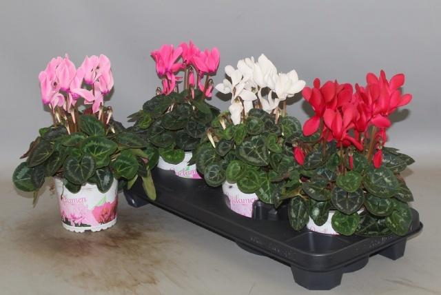 <h4>CYCL GR SUP XL</h4>