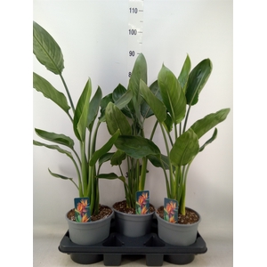 Strelitzia reg.   ...no flowers