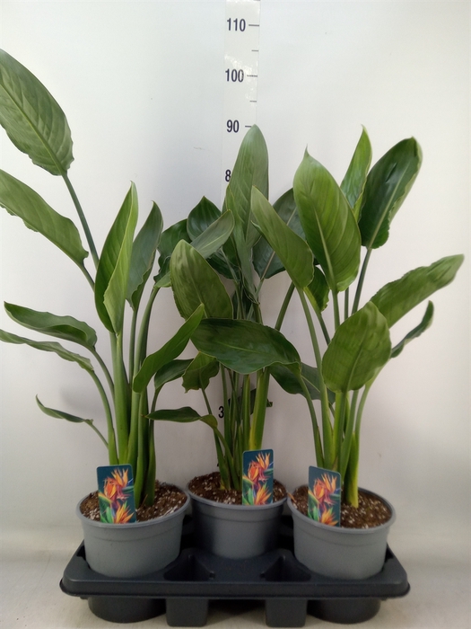 <h4>Strelitzia reg.   ...no flowers</h4>