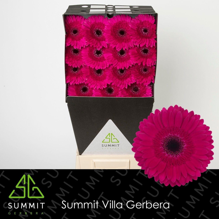 <h4>GE GR PASSOA</h4>