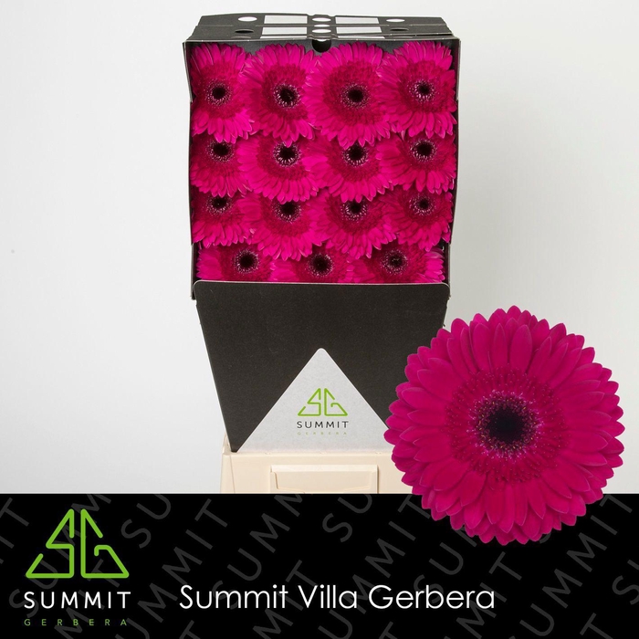 <h4>GE GR PASSOA</h4>