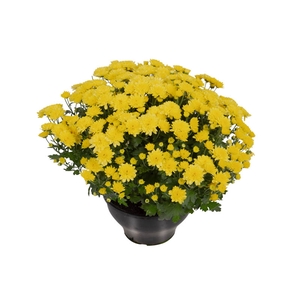 CRISANTEMO BOLA BELGA C18 AMARELO