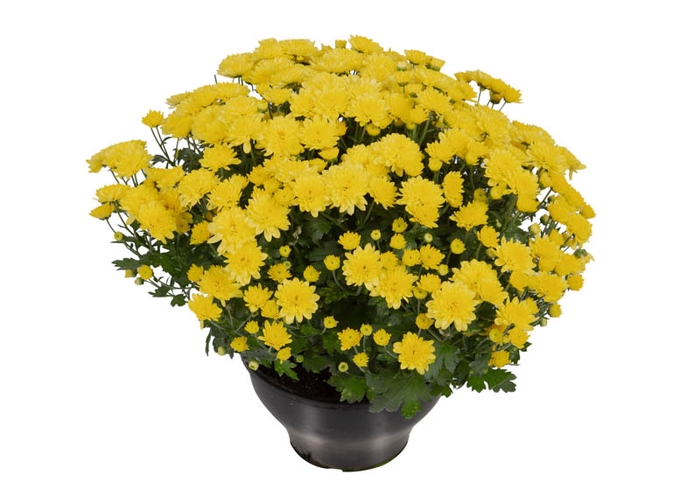 <h4>CRISANTEMO BOLA BELGA JASODA C18 AMARELO</h4>
