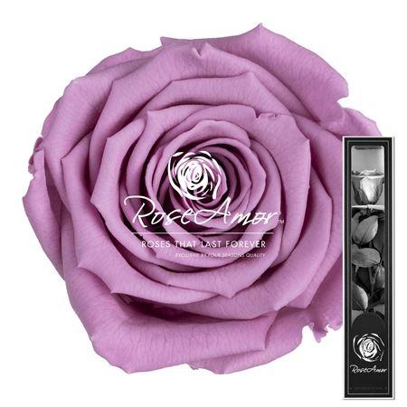 30cm Stem Vio02