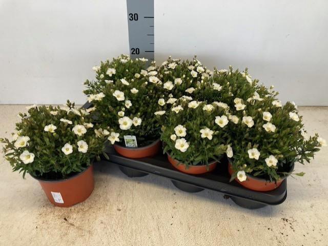 <h4>AREN MONTANA</h4>