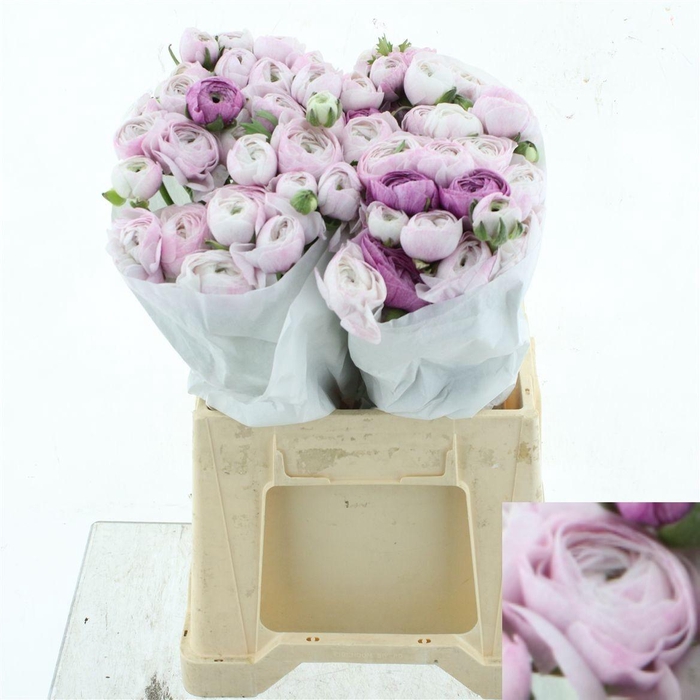 <h4>RANUNCULUS OV</h4>