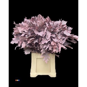 Quercus Klb Frosted Pink 80cm GK
