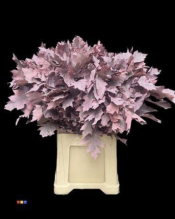 <h4>Quercus Klb Frosted Pink 80cm GK</h4>