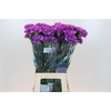 Dianthus St Florigene Moonlite