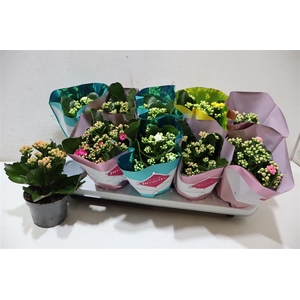 Kalanchoe Double Deluxe Mix