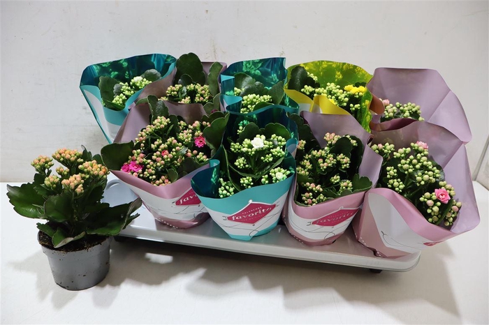 <h4>arr8 Kalanchoe Double Deluxe Mix</h4>