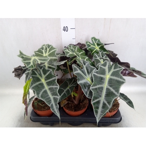 Alocasia amazonica 'Polly'