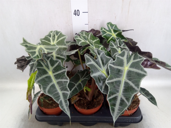 Alocasia amazonica 'Polly'