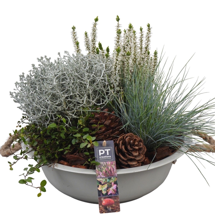 <h4>Arr.   Tuinplanten L%</h4>