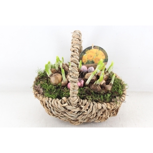 arr4 Narcis PL - Tasmand x4