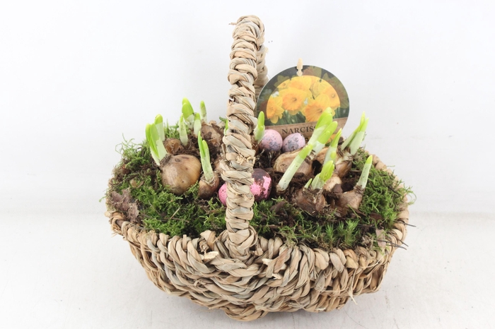 <h4>arr4 Narcis PL - Tasmand x4</h4>