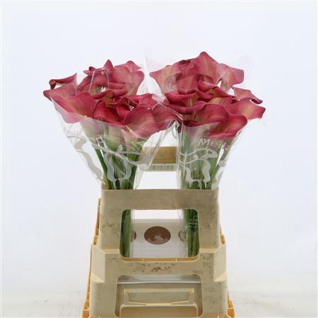 <h4>Calla Bordeaux Art</h4>