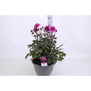 DAHL D M NEON LILAC