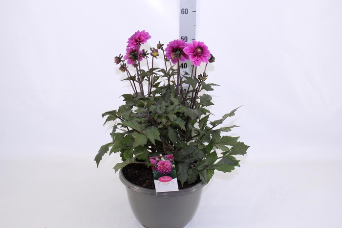 <h4>DAHL D M NEON LILAC</h4>