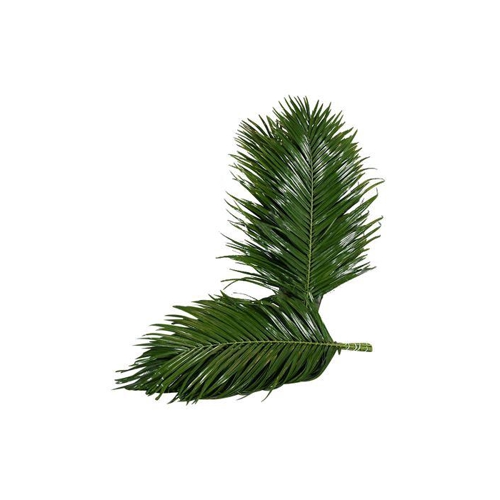 <h4>PHOENIX ROEBELINII 60 CM BROWN BOX</h4>