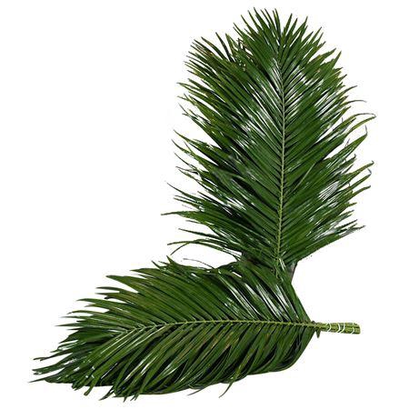 <h4>PHOENIX 60 CM BROWN BOX</h4>