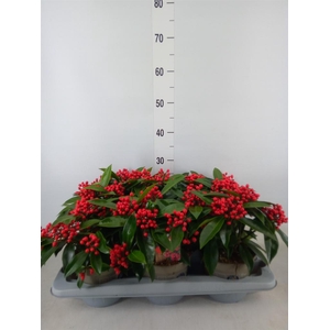 Skimmia jap. subsp. reevesiana