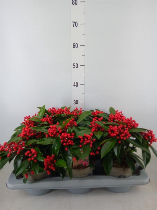 <h4>Skimmia jap. subsp. reevesiana</h4>